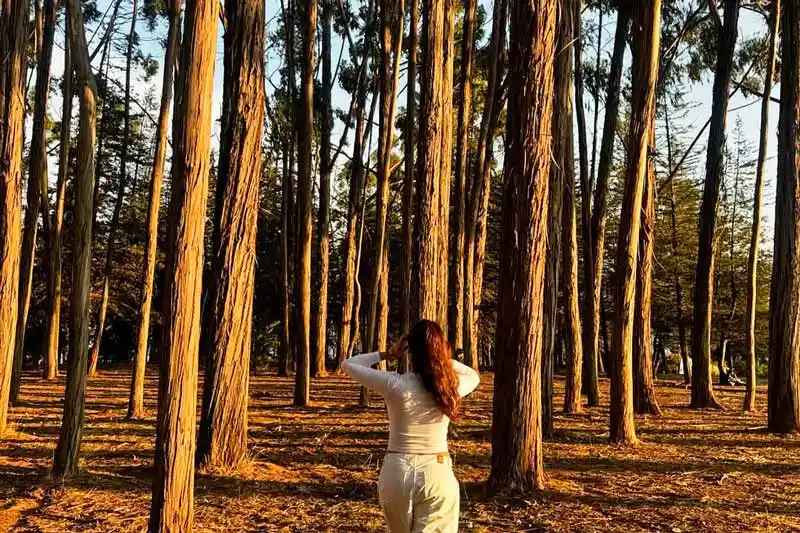 Bosque de Eucaliptos de Qenqo