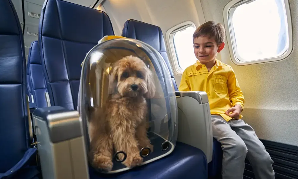 viaje con mascota