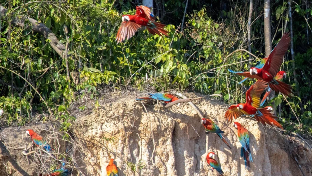 Reserva Nacional Tambopata