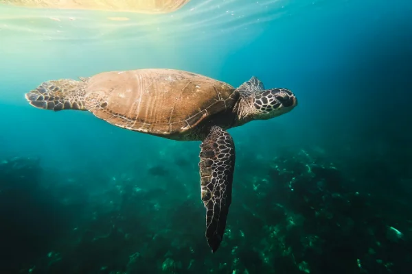 Tortuga marina nadando junto al arrecife en Maui