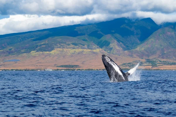 Ballena jorobada saltando frente a la costa oeste de Maui